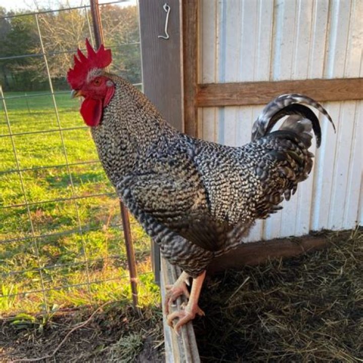 barred rock rooster