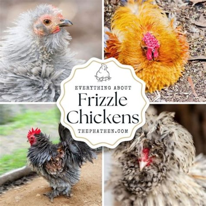 frizzle chicken