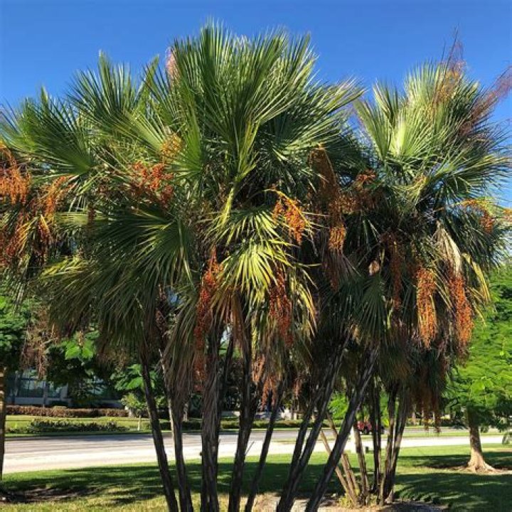 are palm trees native to florida