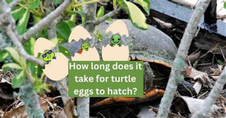 how long does it take for turtle eggs to hatch