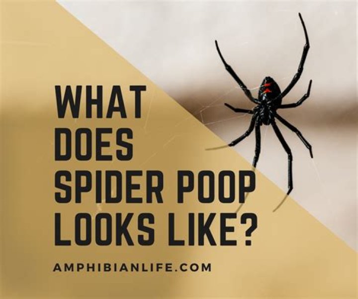 do spiders poop
