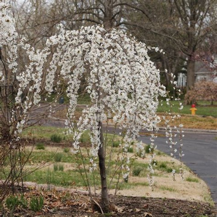 snow fountain weeping cherry