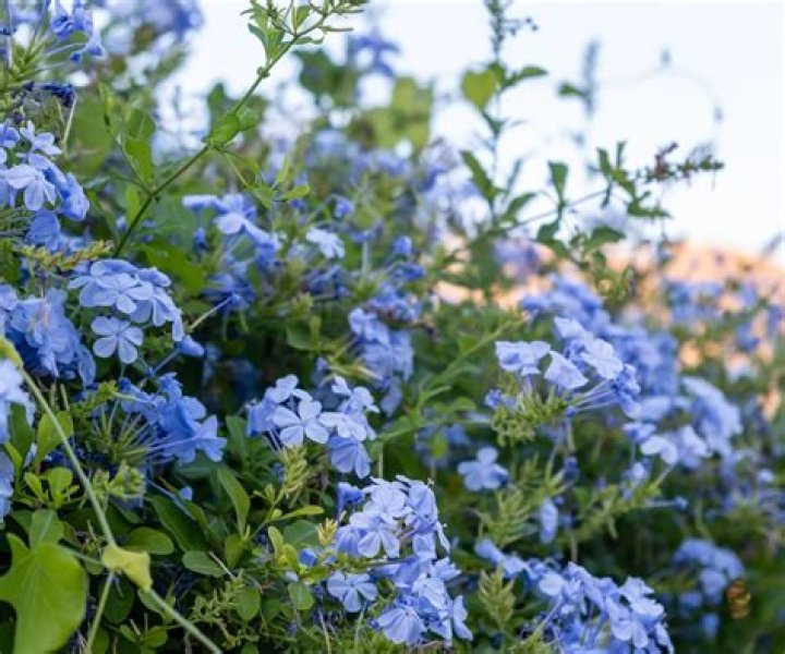 blue plumbago