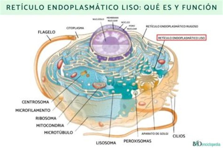 reticulo endoplasmatico funcion