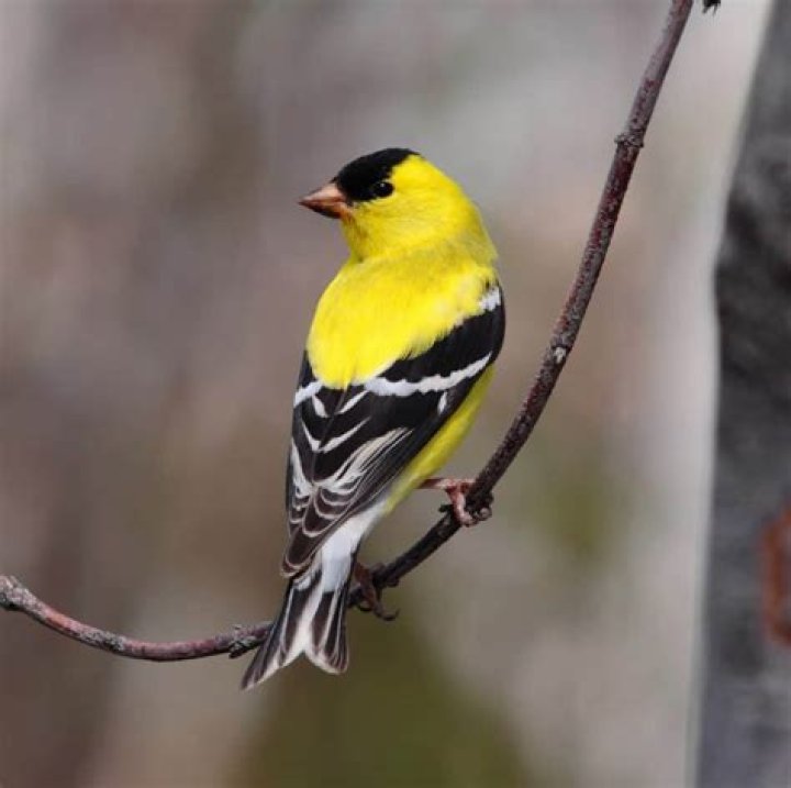 yellow finch