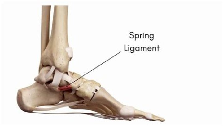 spring ligament
