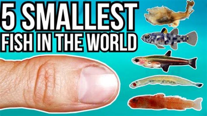 smallest fish in the world