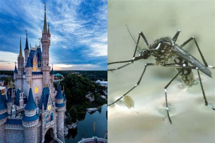no mosquitoes at disney world